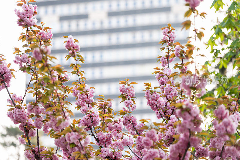 一棵日本樱桃(Prunus serrulata)树的特写照片